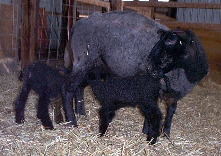 Black Border Leicester ewe with twin lambs